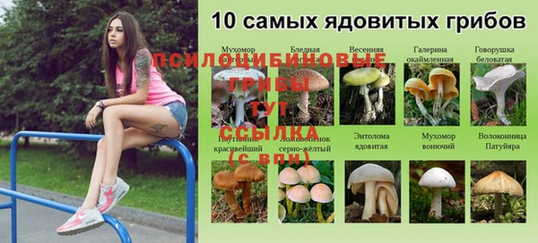 spice Богородицк